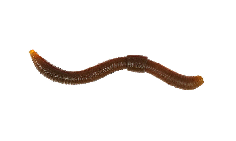 Dendrobaena 60