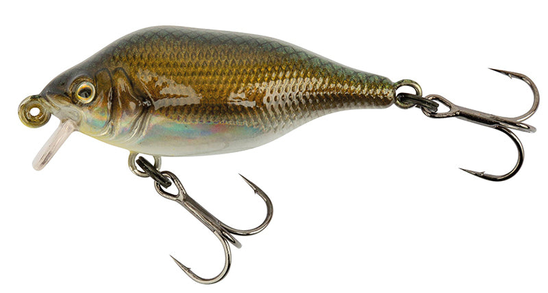 Funk Bug DR