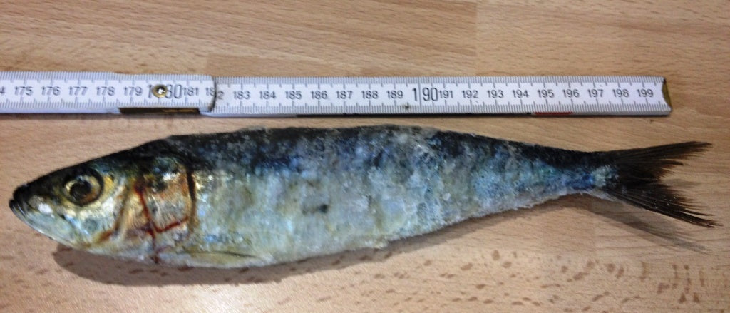 Sardinen XXL