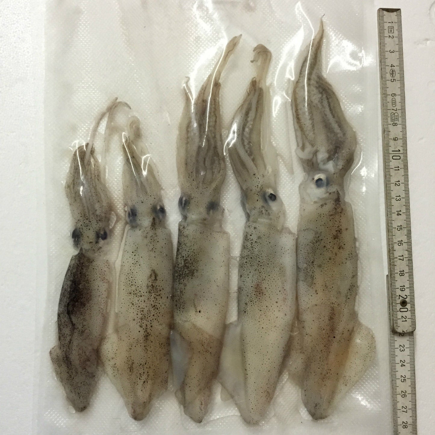 Tintenfische / Calamari - vakuumiert TK