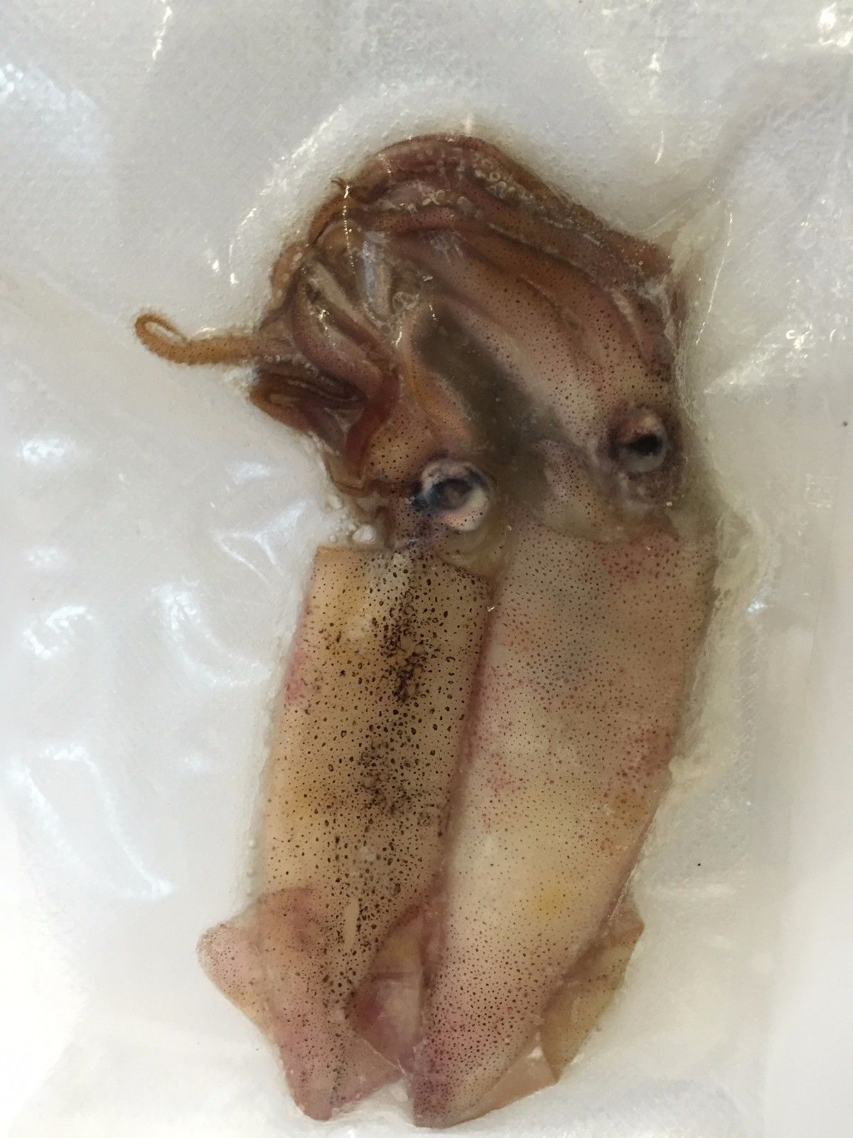 Tintenfische / Calamari - vakuumiert TK