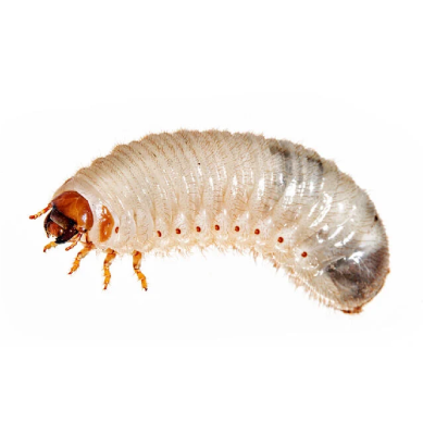 Käferlarven