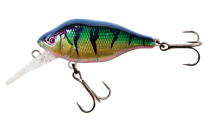 Funk Bug DR