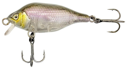 Funk Bug DR