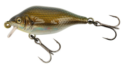 Funk Bug DR