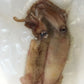 Tintenfische / Calamari - vakuumiert TK