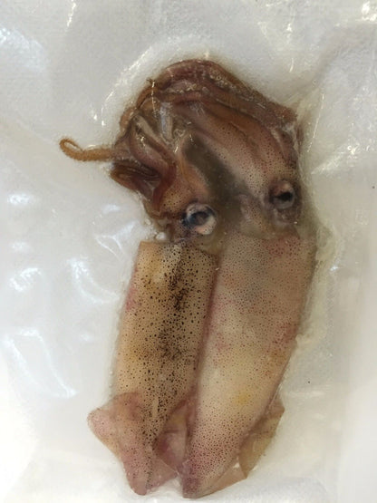 Tintenfische / Calamari - vakuumiert TK